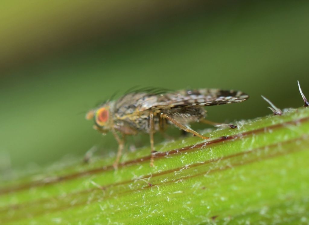 Diptera Sciomyzidae ?  No, Tephritidae: Tephritis sp.